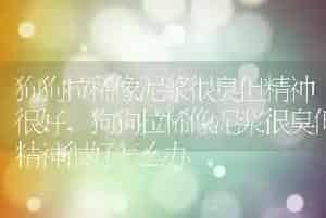 狗狗拉稀像泥浆很臭但精神很好