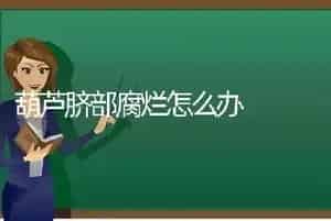 葫芦脐部腐烂怎么办