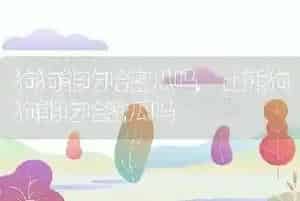 狗狗能吃哈密瓜吗