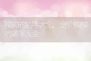 狗狗的名字大全