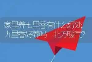 家里养七里香有什么好处
