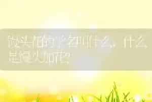 狗死后8小时会有意识吗