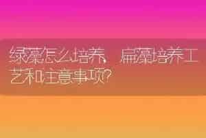 绿藻怎么培养