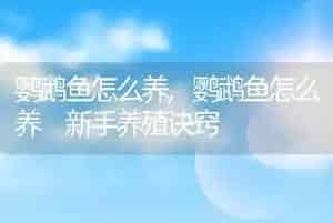鹦鹉鱼怎么养