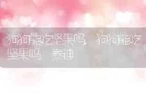 狗狗能吃坚果吗