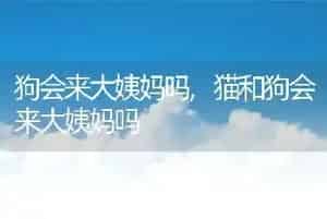 狗会来大姨妈吗