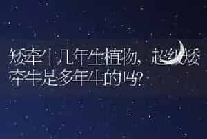 矮牵牛几年生植物