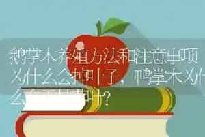 鹅掌木养殖方法和注意事项为什么会掉叶子