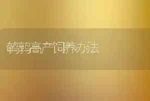 鹌鹑高产饲养办法