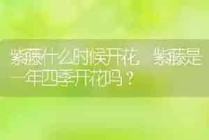 紫藤什么时候开花