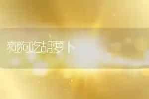 狗狗吃胡萝卜