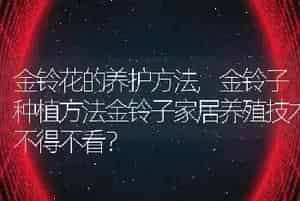 金铃花的养护方法