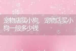 宠物店买小狗