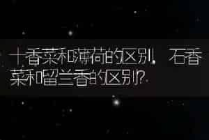 黑松露是什么
