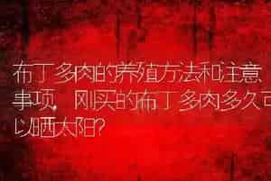 布丁多肉的养殖方法和注意事项