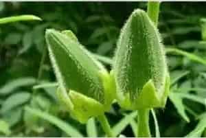 秋葵种植注意事项