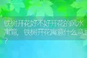 樱花树的果实长什么样