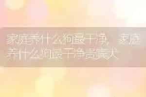 家庭养什么狗最干净