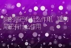 狗的尾巴有什么作用