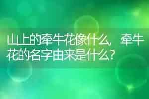 山上的牵牛花像什么