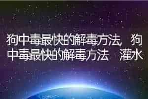 狗中毒最快的解毒方法