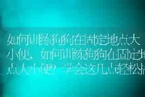 如何训练狗狗在固定地点大小便
