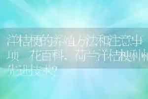 洋桔梗的养殖方法和注意事项–花百科