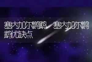 塞内加尔鹦鹉