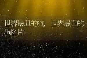 世界最丑的狗