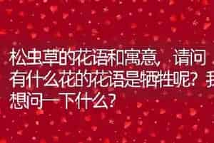 松虫草的花语和寓意