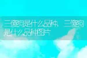 三傻狗是什么品种