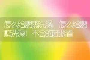 怎么给鹦鹉洗澡
