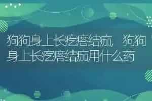狗狗身上长疙瘩结痂