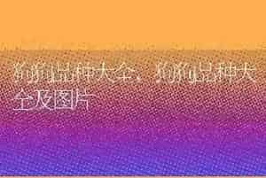 狗狗品种大全