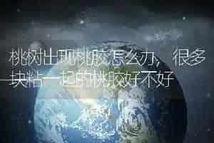 桃树出现桃胶怎么办