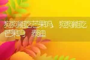 狗狗能吃芒果吗