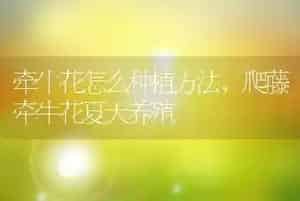 牵牛花怎么种植方法