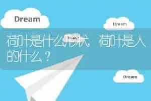 荷叶是什么形状