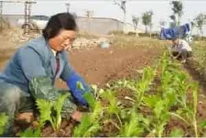 榨菜移栽技术和留种要点
