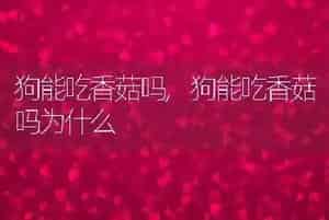 狗能吃香菇吗