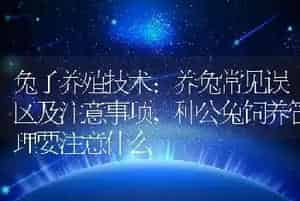 兔子养殖技术:养兔常见误区及注意事项