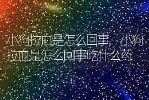 小狗拉血是怎么回事