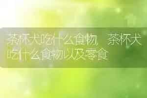 养猫还是养狗