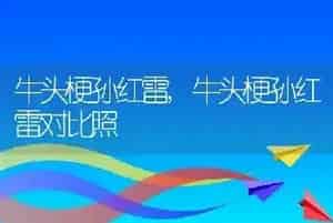 牛头梗孙红雷