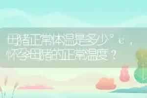 狗的耳朵怎么形容