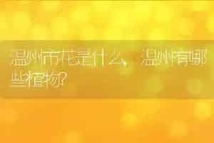 温州市花是什么