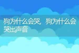 狗为什么会哭