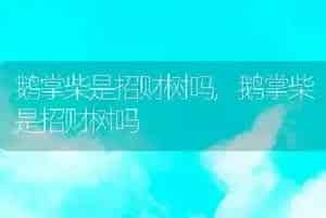 鹅掌柴是招财树吗
