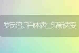 罗氏沼虾白体病出现新病变