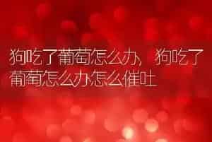狗吃了葡萄怎么办